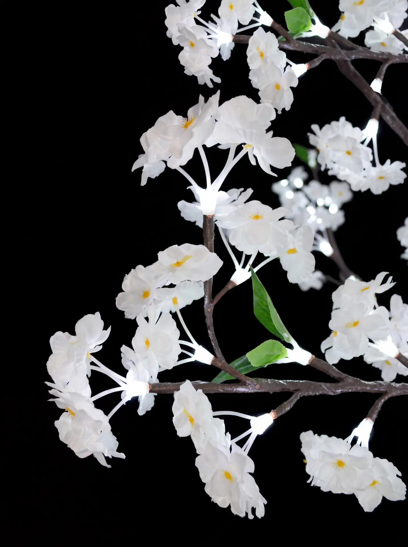 Close-up of illuminated white blossoms and green leaves against a black background